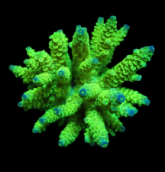 Acropora tenuis (Greenish)