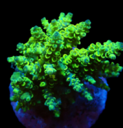 Acropora bifaria (Bright Yellow-Green) (M) f 383