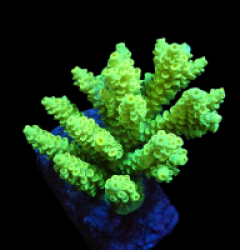 Acropora bifaria (Bright Yellow) (M) f 361