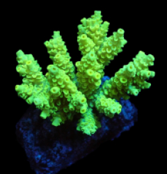 Acropora bifaria (Bright Yellow) (M) f 651