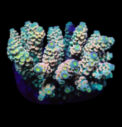 Acropora bifaria (Cherry Bomb) (M) o 040