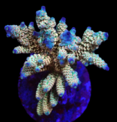 Acropora bifaria (Cherry Bomb) (M) o 098