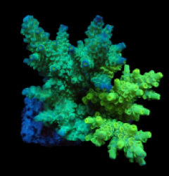 Acropora bifaria (Duo) (M) f 075