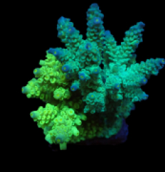 Acropora bifaria (Duo) (M) f 262