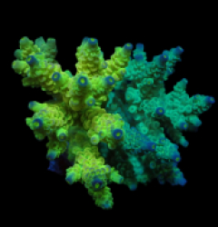 Acropora bifaria (Duo) (M) f 398