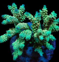 Acropora bifaria (Grade A) (M) f 275