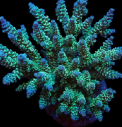 Acropora bifaria (Grade A) (XL) f 010