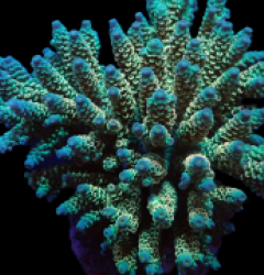 Acropora bifaria (Grade A) (XL) f 017