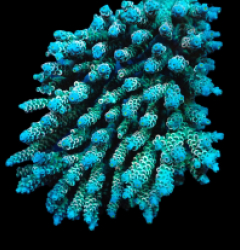 Acropora bifaria (Grade A) (XXL) f 266
