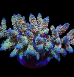 Acropora bifaria (Homewrecker) (L) f 304