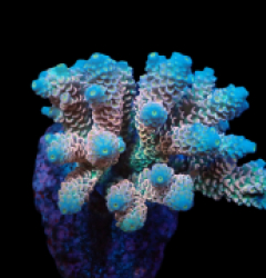 Acropora bifaria (Homewrecker) (M) f 008