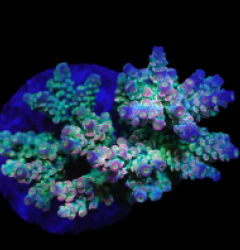 Acropora bifaria (Homewrecker) (M) f 048