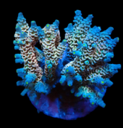 Acropora bifaria (Homewrecker) (M) f 144