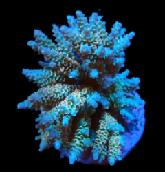 Acropora bifaria (Homewrecker) (M) f 318