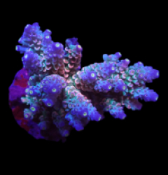Acropora bifaria (Homewrecker) (M) o 423