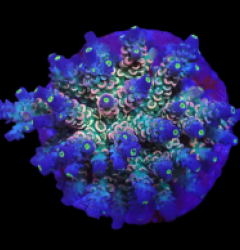 Acropora bifaria (Homewrecker) (M) o 645