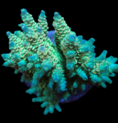 Acropora bifaria (Special Selected) (L) f 378