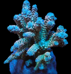 Acropora bifaria (Special Selected) (M) f 328