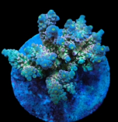 Acropora bifaria (Special Selected) (M) f 392