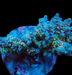 Acropora bifaria (Special Selected) (M) f 394