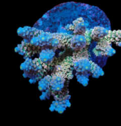 Acropora bifaria (Walt Disney) (M) f 035