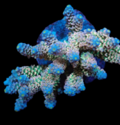 Acropora bifaria (Walt Disney) (M) f 112