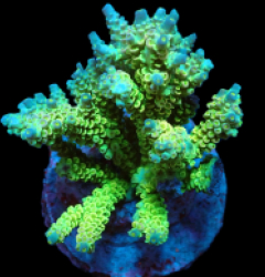 Acropora bifaria (Yellow-Green) (L) f 110