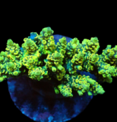 Acropora bifaria (Yellow-Green) (M) f 030