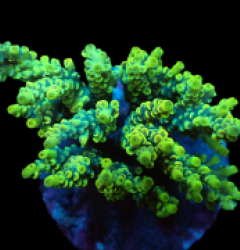 Acropora bifaria (Yellow-Green) (M) f 119