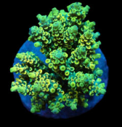Acropora bifaria (Yellow-Green) (M) f 209