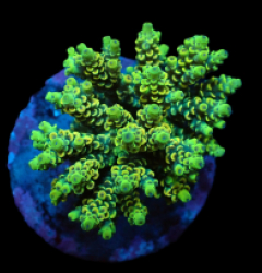 Acropora bifaria (Yellow-Green) (M) f 227