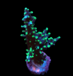 Acropora carduus (Pacman) (DJM Grown) pb 022