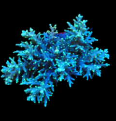 Acropora carduus (Pacman) (L) o 155