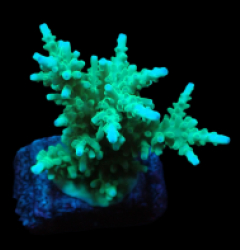 Acropora carduus (Premium) (M) o 215