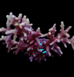 Acropora carduus (Shining Dragon) (DJM frag) f A23