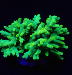 Acropora caroliniana (Hulk) (M) o 104