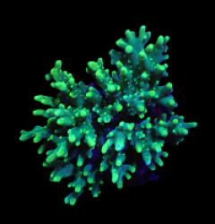 Acropora caroliniana (Hulk) (M) o 375