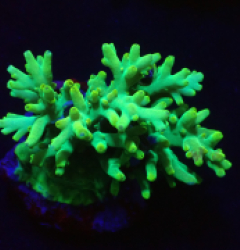 Acropora caroliniana (Hulk) (M) o 384