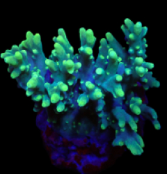 Acropora caroliniana (Hulk) (M) o 406