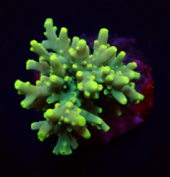 Acropora caroliniana (Neon Green) f 117