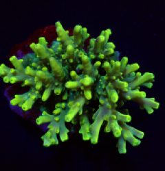 Acropora caroliniana (Neon Green) f 267
