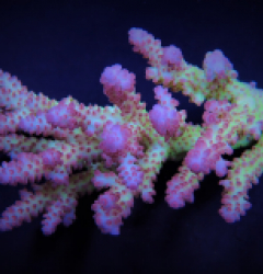 Acropora spp. (Coral Sea) (Ultra)