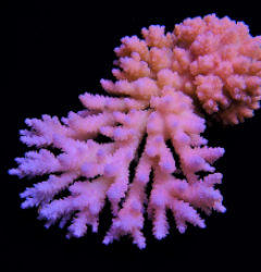 Acropora Coral Sea (Ultra colored)