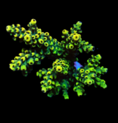 Acropora cytherea (Ultra) (DJM frag) f A08