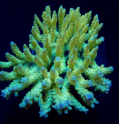 Acropora dendrum