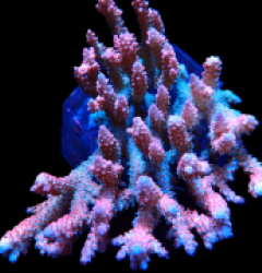 Acropora dendrum (Coral Sea) (Pink Confetti) (XL) f 127