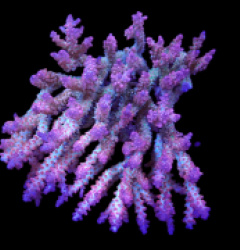 Acropora dendrum (Coral Sea) (Pink Confetti) (XL) o 091