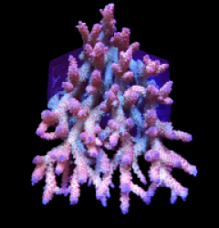 Acropora dendrum (Coral Sea) (Pink Confetti) (XL) o 327