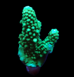 Acropora digitifera (frag)