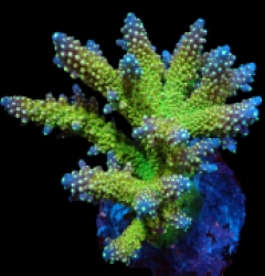 Acropora divaricata (Joe's Mango Garden) (L) f 029